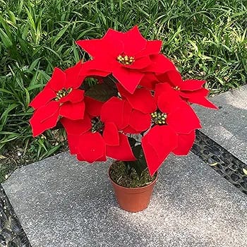 Christmas flower decoration